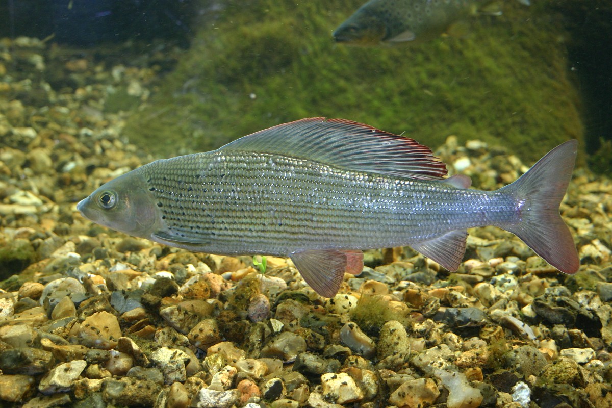 Thymallus thymallus, Grayling